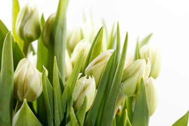 Green tulips