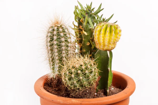 Jardin de cactus — Photo
