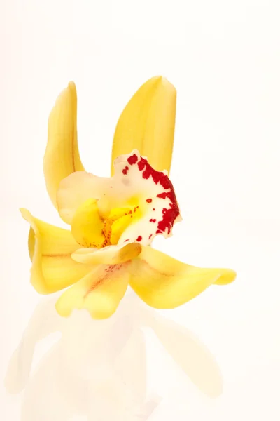 Orquídea no fundo branco — Fotografia de Stock