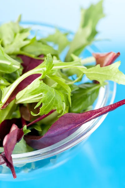 Свіжий салат з листям — стокове фото
