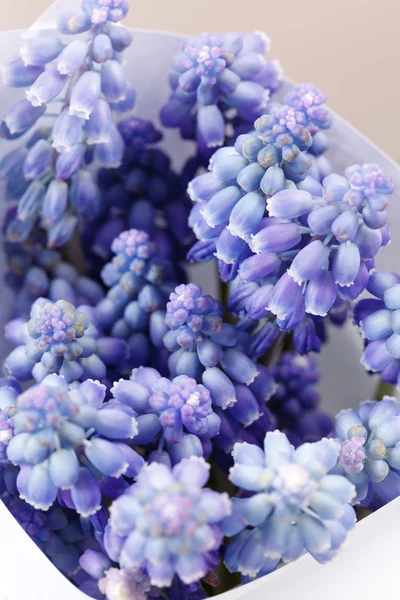 Springs flowers — Stock Photo, Image