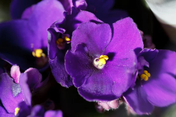 Flores violetas — Foto de Stock