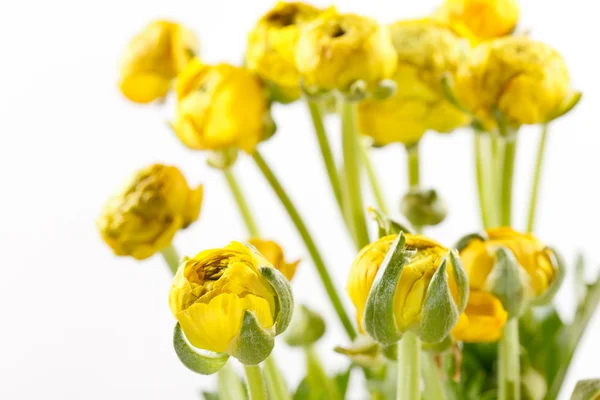 Żółty ranunculus — Zdjęcie stockowe