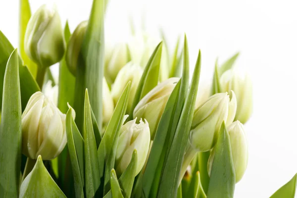 Grüne Tulpen — Stockfoto