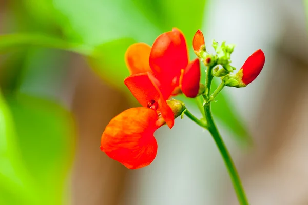 Flor de feijão — Fotografia de Stock