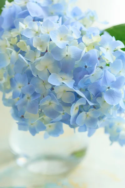 Голубой цветок в вазе — стоковое фото