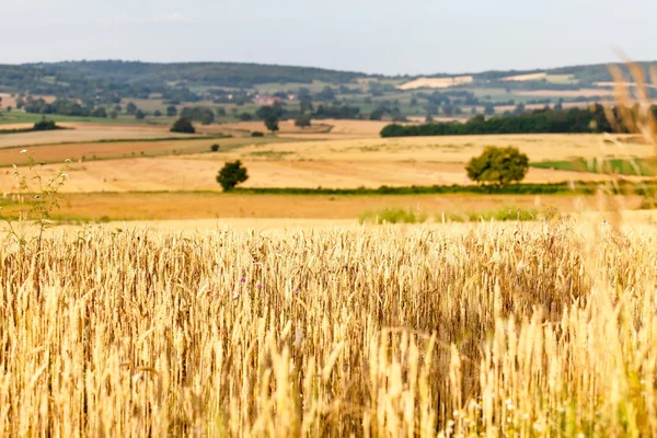 Weizenfelder — Stockfoto