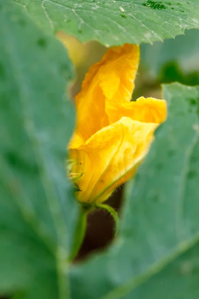 Zucchini mit Blumen im Gemüsegarten — Stockfoto