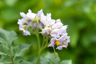 Flower of potato plant clipart