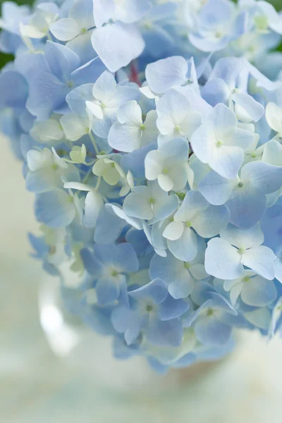 蓝色花瓶里的花 — 图库照片