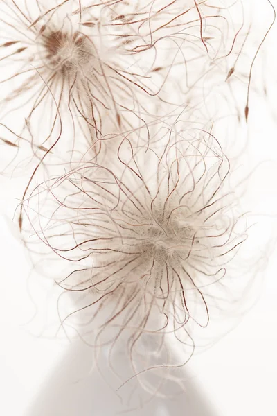 stock image White flowers