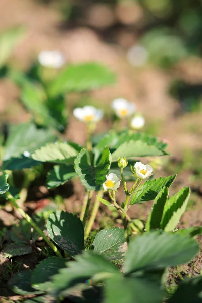 Strawberry garden — Stock Photo, Image