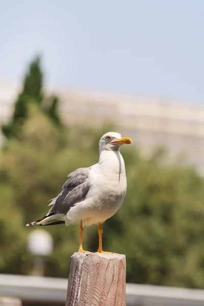 Photo of a sea gull — Stock Photo, Image
