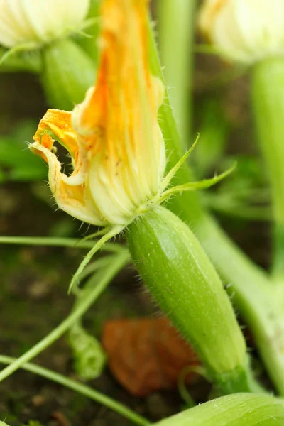 Zucchini with flowers in vegetable garden — Stock Photo, Image
