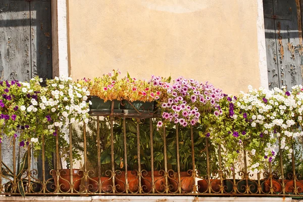 Flores balcón — Foto de Stock