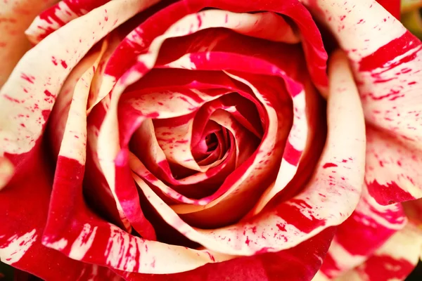 खूबसूरत गुलाब — स्टॉक फ़ोटो, इमेज