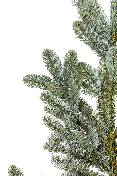 Fir tree branch on a white background. — Stock Photo, Image
