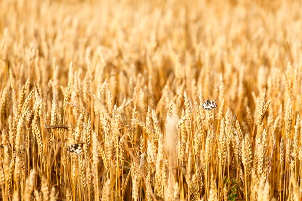 Pola pszenicy — Zdjęcie stockowe