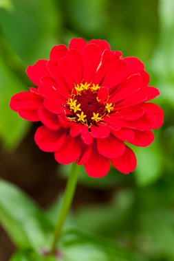 Kırmızı zinnia