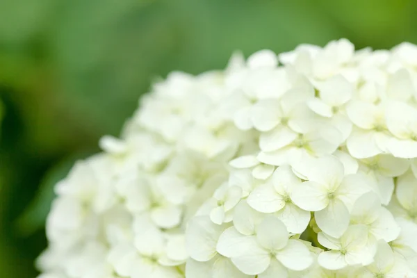 White hydrangea — Stock Photo, Image