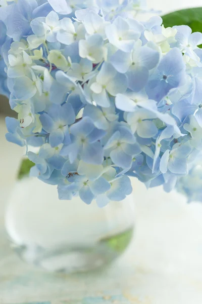 Flor azul em vaso — Fotografia de Stock