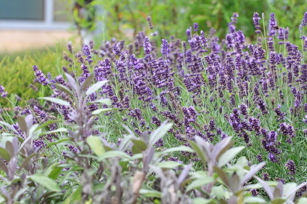 stock image Lavender flowers