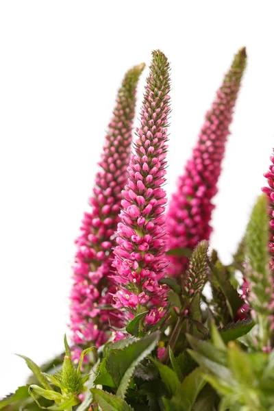 stock image Pink flowers