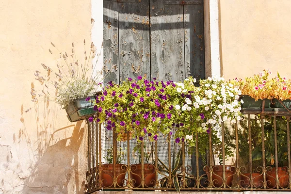 Квіти балкон — стокове фото