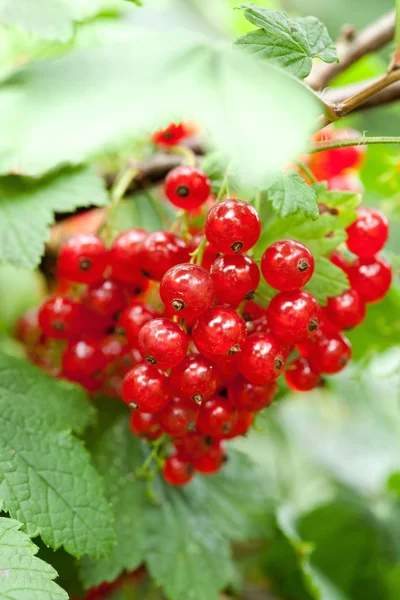 Ripe red currants — Stock Photo, Image