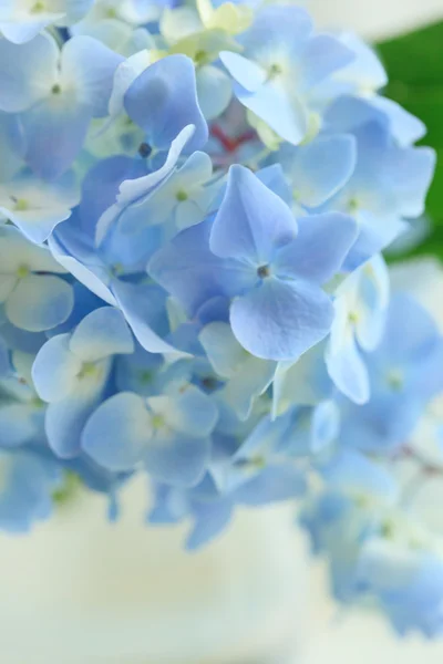 화병에 파란 꽃 — 스톡 사진