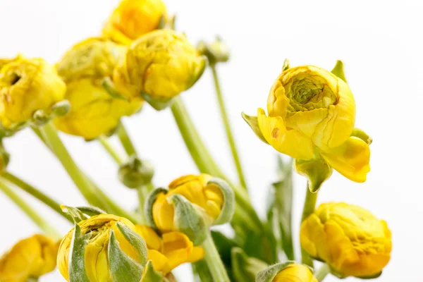 Желтый Ranunculus — стоковое фото