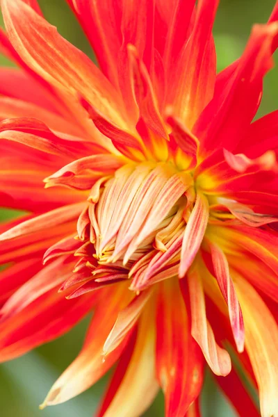 Dahila floare — Fotografie, imagine de stoc