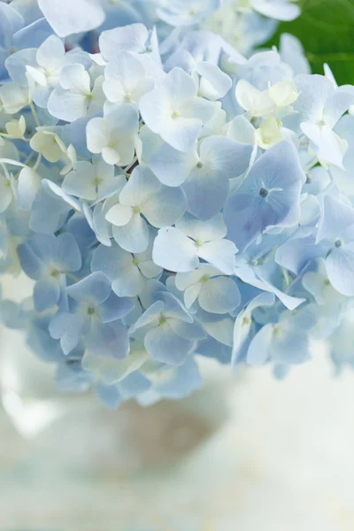 Modrá květina ve váze — Stock fotografie