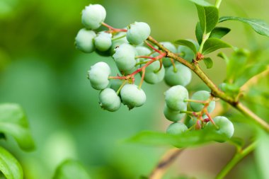 bush üzerinde yeşil whortleberries