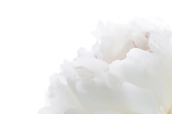 Peonia bianca — Foto Stock