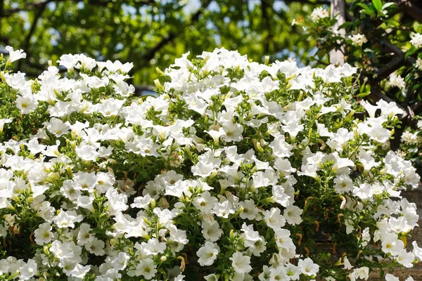 Fleurs de pétunias blancs — Photo