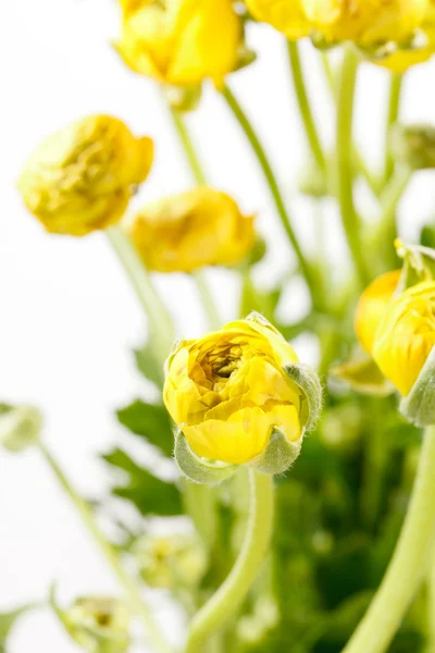 Sarı Düğünçiçeği — Stok fotoğraf