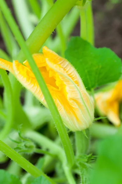 Zucchini with flowers in vegetable garden — Stock Photo, Image