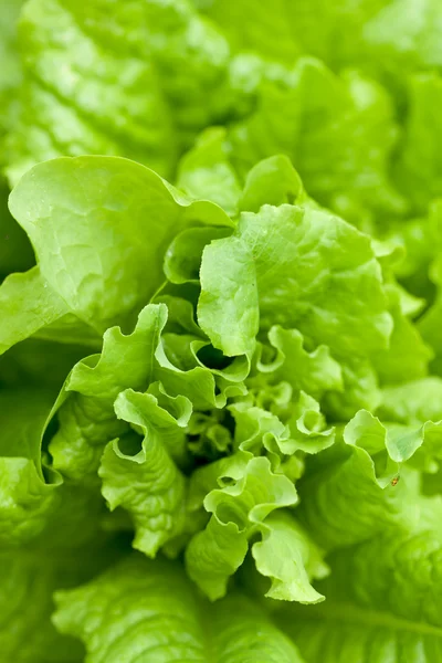Salată verde proaspătă — Fotografie, imagine de stoc