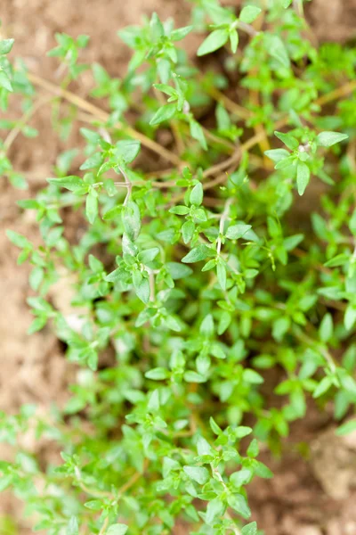 Fresh green thyme herbs — Stock Photo, Image