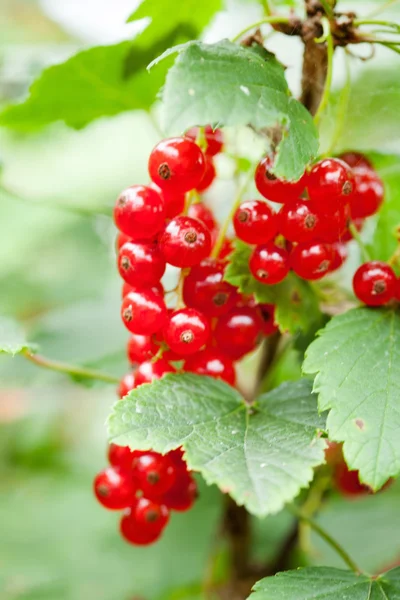 Ripe red currants — Stock Photo, Image