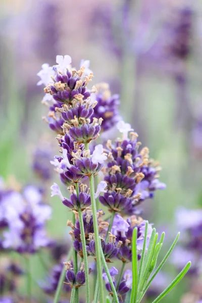 Lavender flowers — Stock Photo, Image