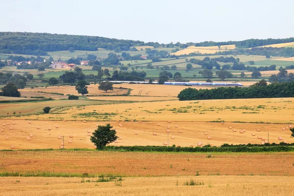 Wheat fields — Stock Photo, Image