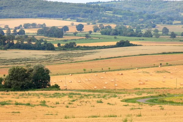 Câmpuri de grâu — Fotografie, imagine de stoc