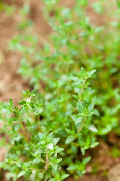Čerstvý tymián zelené bylinky — Stock fotografie