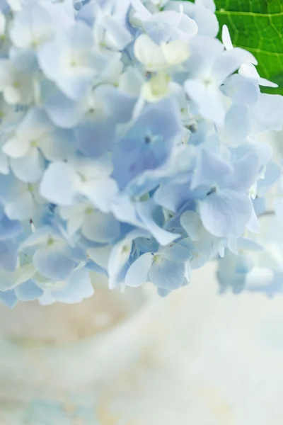 Blå blomma i vasen — Stockfoto