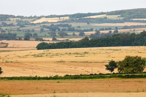 Wheat fields — Stock Photo, Image