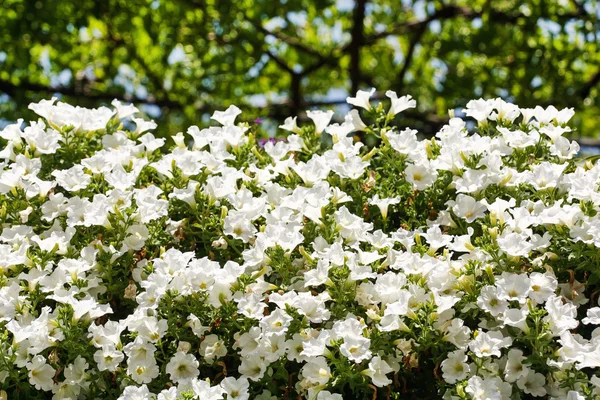 Bloemen van witte Petunia 's — Stockfoto