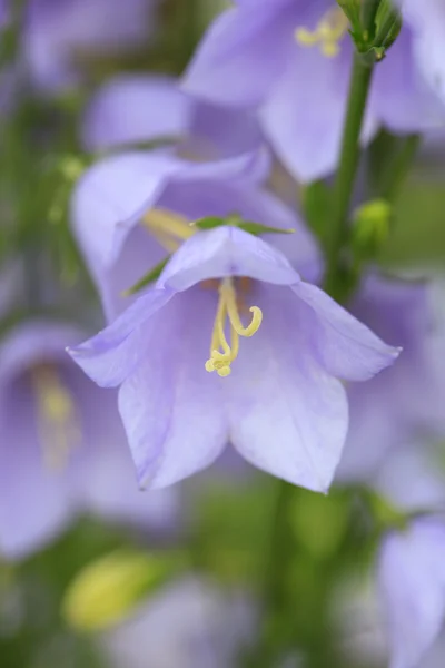カンパニュラメジウム切り花の受粉花 — ストック写真