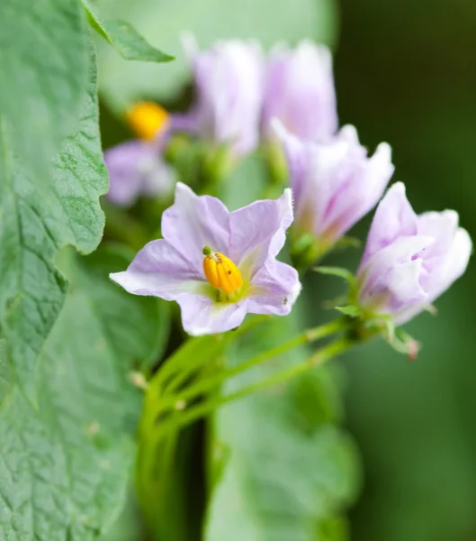 stock image Flower of a potato plant